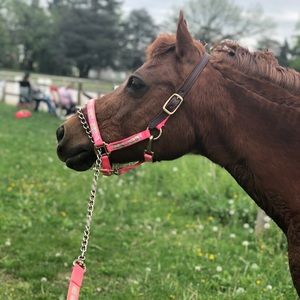 Meet your Posher, Grace